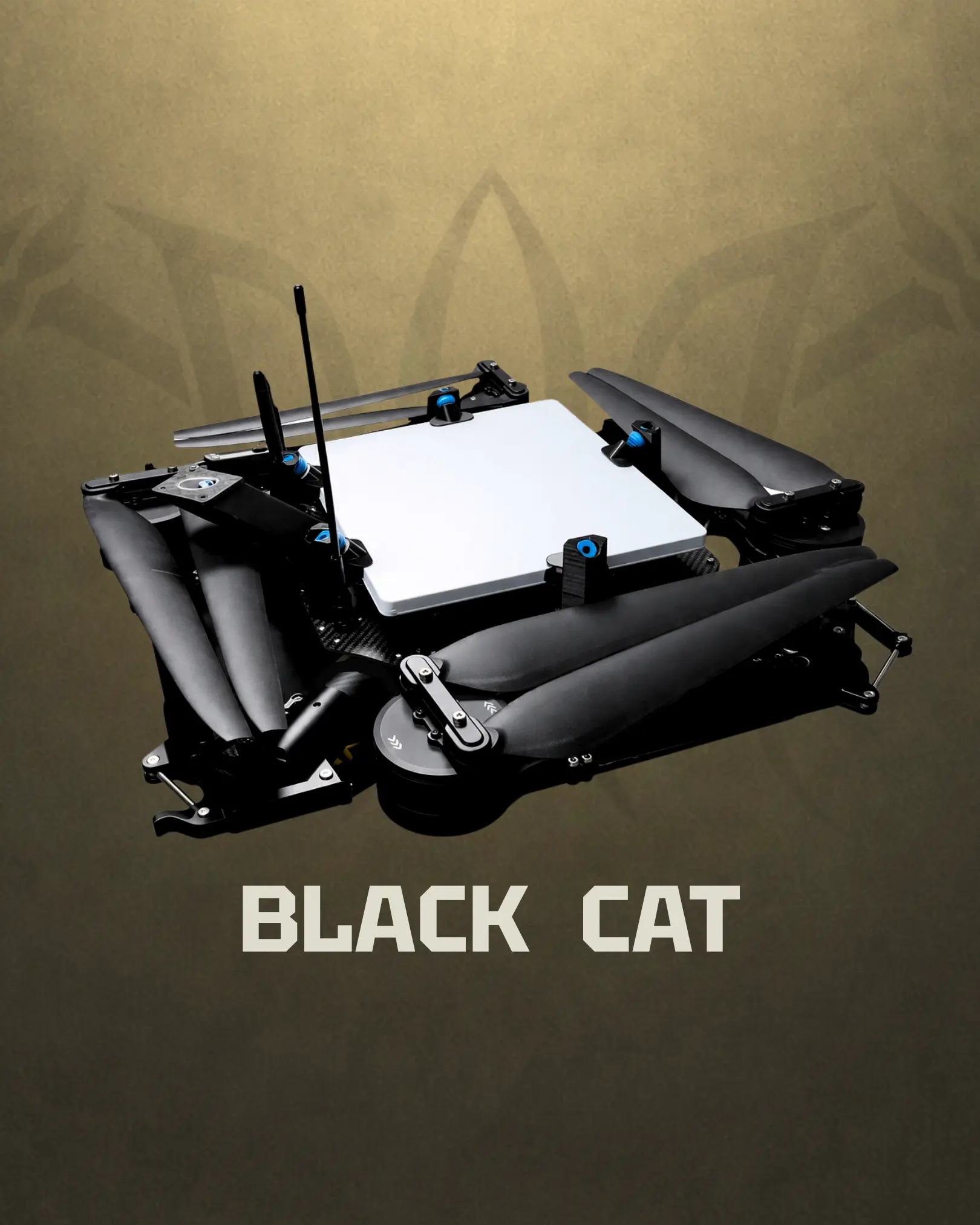 Black Cat